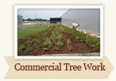 Commercial Treework by Local Tree Works