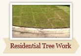 Residential Tree Care by Local Tree Works
